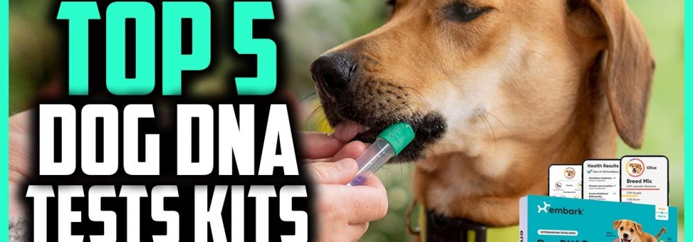 Understanding Your Dog's Health Risks: Best DNA Tests for Disease Screening